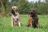 FILA BRASILEIRO 041